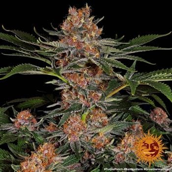 Purple Punch cannabis seeds – Relaxing – Super Strength – 12/12 Photoperiod – image 3 from Seed City