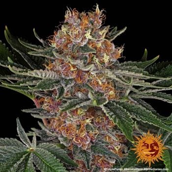 Middle of September – Cherry – Relaxing – Purple Punch strain – image 4 – from Barneys Farm Seeds via Seed City