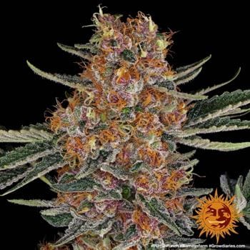 Purple Punch cannabis seeds – Relaxing – Female seeds – Super Strength – image 5 from Seed City