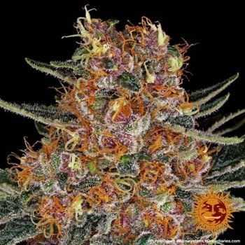 Image 6 of Purple Punch cannabis by Barneys Farm Seeds – Super Strength – 12/12 Photoperiod – Female seeds – Seed City