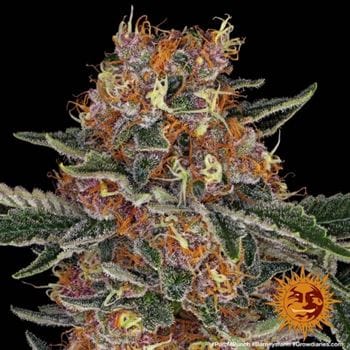 Purple Punch from Barneys Farm Seeds