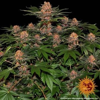 showing Cherry – Middle of September – Large yield – image 7 – Seed City