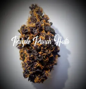 Purple Punch Auto