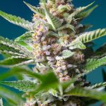 Purple Punch OG by Sweet Seeds – Relaxing – Super Strength – Guaranteed female plants – image 1 – Seed City