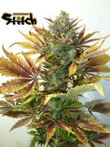 Purple Sirius Kush Auto from Flash Seeds