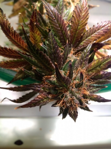 Purple Strawberry Bliss cannabis seeds – Sativa – Female seeds – 12/12 Photoperiod – image 2 from Seed City