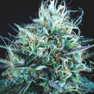 Purple Urkle x Blue Pyramid LIMITED EDITION Gold Line