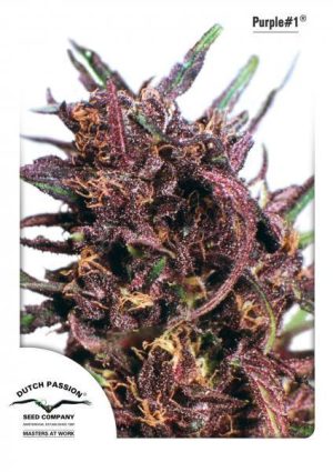 Image 1 of Purple #1 cannabis by Dutch Passion Seeds – Greenhouse – 12/12 Photoperiod – Regular – Seed City
