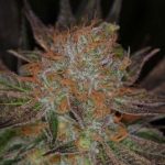 2. attēls no Qrazy Train kaņepes Subcools The Dank – Audzēšanai brīvā dabā – Augsta (virs 140 cm) – Pikanta – Seed City