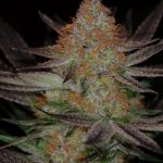 Qrazy Train kaņepju sēklas – 50% Indica/50% Sativa – audzēšana ārā – augsts (virs 140 cm) – 3. attēls no Seed City