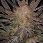 Qrazy Train by Subcools The Dank – Vispārējas sāpes – Regulāras – 50% Indica/50% Sativa – 4. attēls – Seed City