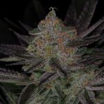 Qrazy Train by Subcools The Dank – Vispārējas sāpes – Regulāras – 50% Indica/50% Sativa – 1. attēls – Seed City