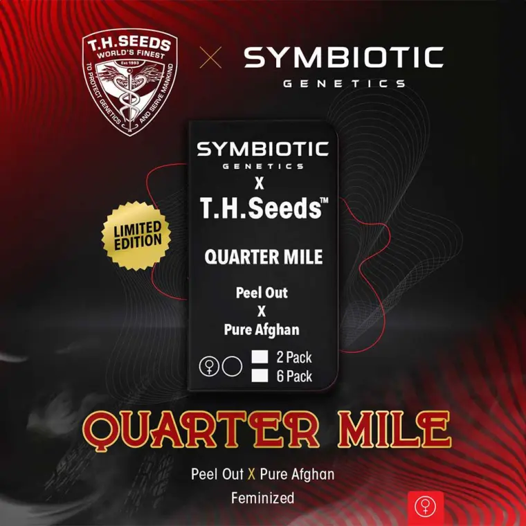 Quarter Mile semena konoplje – fotoperioda 12/12 – Hashy – Female seeds – slika 1 iz Seed City