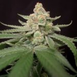 Queen Anne's Revenge cannabis seeds – General Pain – Regular – Indoor-friendly – image 2 from Seed City