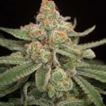 Queen Anne's Revenge cannabis seeds – Indoor-friendly – Regular – General Pain – image 3 from Seed City