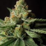 Woodsy – General Pain – Indoor-friendly – Queen Anne's Revenge strain – image 4 – from Subcools The Dank via Seed City