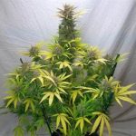Image 5 of Queen Anne's Revenge cannabis by Subcools The Dank – Woodsy – Indoor-friendly – General Pain – Seed City