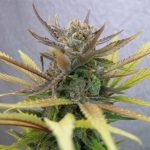 Queen Anne's Revenge cannabis seeds – Woodsy – Indoor-friendly – General Pain – image 6 from Seed City