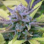12/12 Photoperiod – Woodsy – Regular – Queen Anne's Revenge strain – image 7 – from Subcools The Dank via Seed City