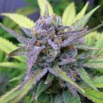 Queen Anne's Revenge cannabis seeds – 12/12 Photoperiod – 50% Indica/50% Sativa – Regular – image 8 from Seed City
