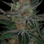 Qush by Subcools The Dank – Mostly Indica – Nausea – Regular – image 2 – Seed City