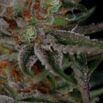 Indoor-friendly – Hashy – Regular – Qush strain – image 3 – from Subcools The Dank via Seed City