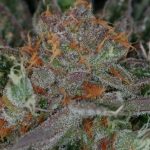 Image 4 of Qush cannabis by Subcools The Dank – Mostly Indica – Regular – Nausea – Seed City
