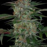 Nausea – Hashy – Indoor-friendly – Qush strain – image 1 – from Subcools The Dank via Seed City