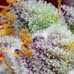 Image 2 of Red Gorilla Girl XL Auto cannabis by Sweet Seeds – Auto-Flowering – 50% Indica/50% Sativa – Lemon – Seed City