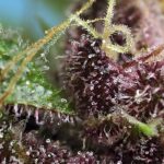 Red Mandarine F1 Fast Version cannabis seeds – Feminized – 12/12 Photoperiod – Orange – image 2 from Seed City