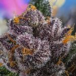 Red Strawberry Banana Auto cannabis seeds – Indica Dominant – Relaxing – Feminized – image 2 from Seed City