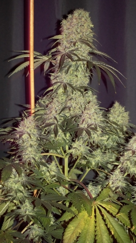 showing Regular – 12/12 Photoperiod – Anise – image 1 – Seed City