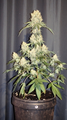 Renton's Green Onion cannabis seeds – Regular – Short (up to 80cm) – Suited for indoor growing – image 2 from Seed City