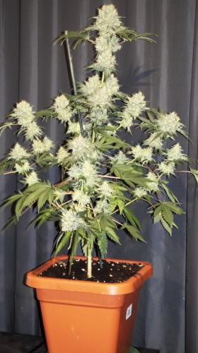 Renton's Green Onion cannabis seeds – Short (up to 80cm) – Suited for indoor growing – Regular – image 3 from Seed City