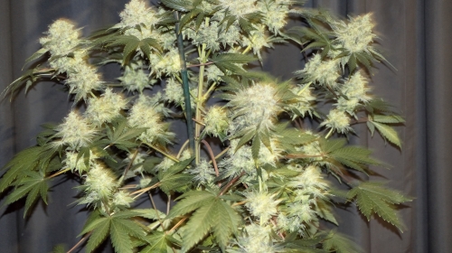 Image 4 of Renton's Green Onion cannabis by Lounge Lizard Seeds – Uplifting – Regular – Mostly Indica – Seed City