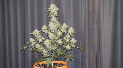 Renton's Green Onion by Lounge Lizard Seeds – Mostly Indica – Suited for indoor growing – Regular – image 5 – Seed City