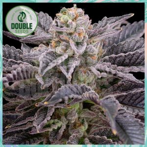 RS11 cannabis seeds – Super Strength – Outdoor – Resistant to Mould – image 1 from Seed City