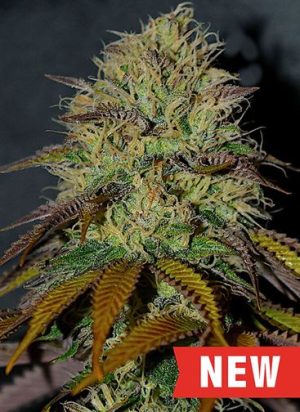 Social – Mostly Indica – Spicy – RS11 (Rainbow Sherbert #11) strain – image 1 – from Cream of the Crop via Seed City