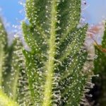 Runtz XL Auto from Sweet Seeds