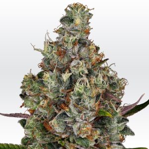 Rainbow Road cannabis seeds – Resistant to Mould – High Yielding – 12/12 Photoperiod – image 1 from Seed City