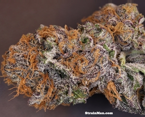 Fruity – 12/12 Photoperiod – Indoor-friendly – Rare Darkness strain – image 2 – from Rare Dankness Seeds via Seed City