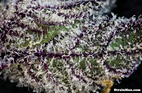 Rare Darkness cannabis seeds – Indoor-friendly – Feminized – 12/12 Photoperiod – image 5 from Seed City