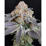 Rated R cannabis seeds – 50% Indica/50% Sativa – Female seeds – 12/12 Photoperiod – image 2 from Seed City