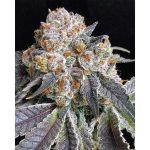 Image 1 of Rated R cannabis by Symbiotic Genetics – Indoor – Earthy – 50% Indica/50% Sativa – Seed City