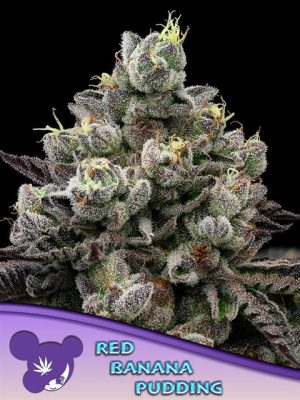 Red Banana Pudding cannabis seeds – The End of September – Fruity – 12/12 Photoperiod – image 1 from Seed City