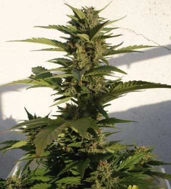 Red Dwarf from Buddha Seeds