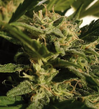 Red Dwarf by Buddha Seeds – Auto-Flowering – Female seeds – Outdoor cultivation – image 3 – Seed City