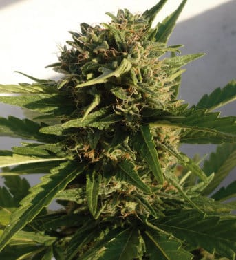 Image 4 of Red Dwarf cannabis by Buddha Seeds – Female seeds – Auto-Flowering – Outdoor cultivation – Seed City