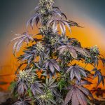 Red Gorilla Girl XL Auto by Sweet Seeds – Auto-Flowering – 50% Indica/50% Sativa – Female seeds – image 1 – Seed City