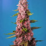 Red Hot Cookies cannabis seeds – Sativa Dominant – Large yield – Guaranteed female plants – image 1 from Seed City